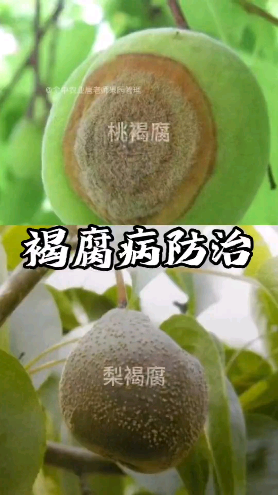 关于果树褐腐病的防治方案。