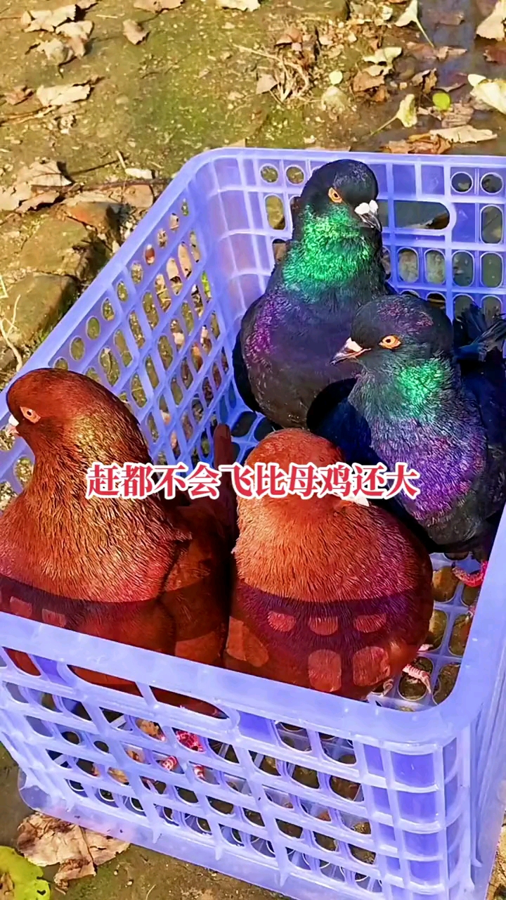 #我和宠物的爱恨情仇#五颜六色的元宝鸽,比鸡还大,赶都飞不起来