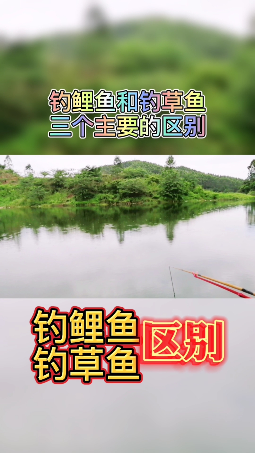 #钓鱼#钓鲤鱼和钓草鱼的三个主要区别