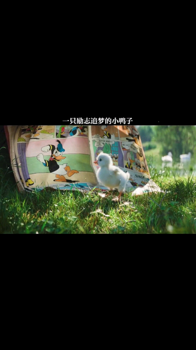 一只励志追梦的小鸭子,你还在犹豫什么