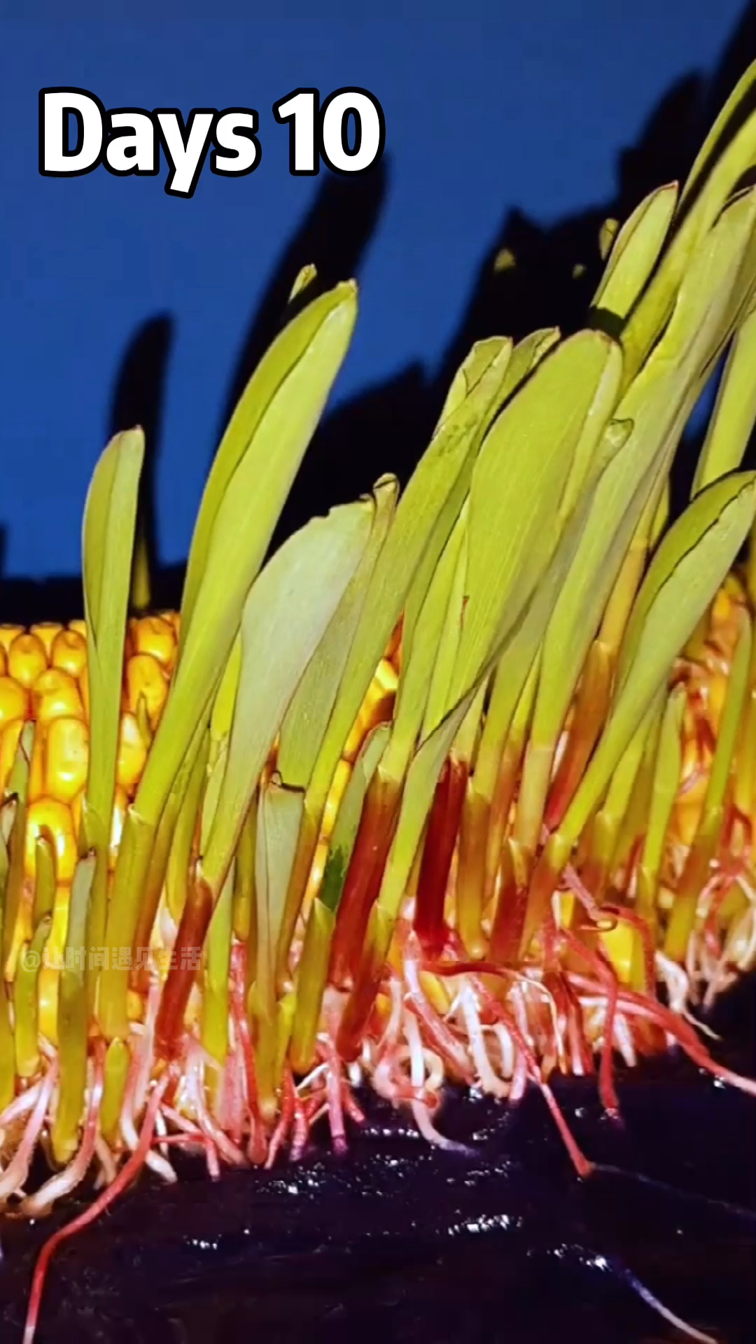 玉米18天生长过程