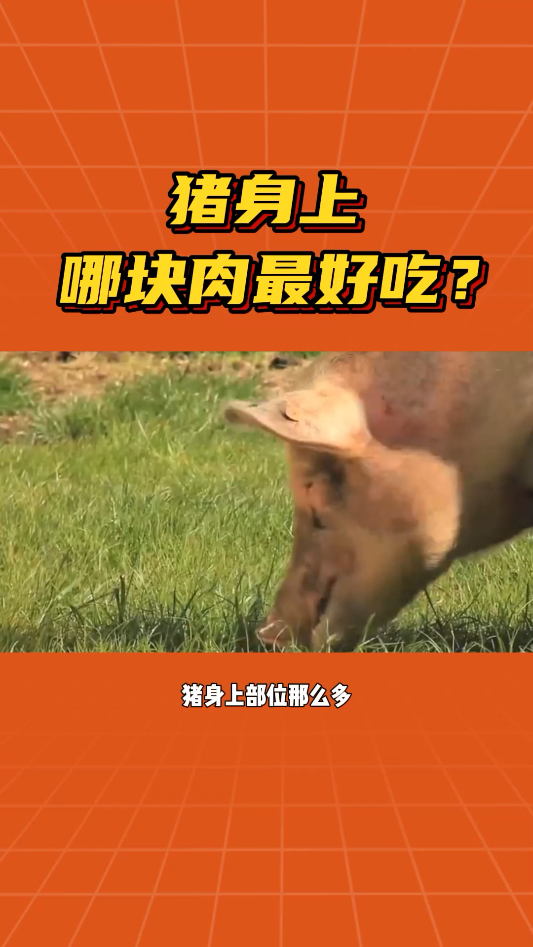 #猪肉#做菜买猪身上的哪块肉?一个视频给你说全了!