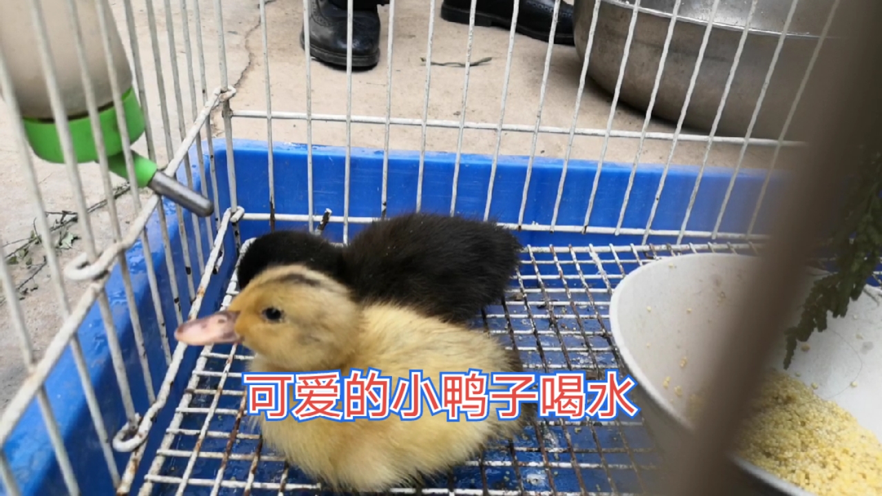 #全民颜选#可爱的小鸭子吃菜喝水