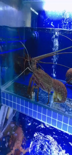 澳洲大龙虾500一斤!