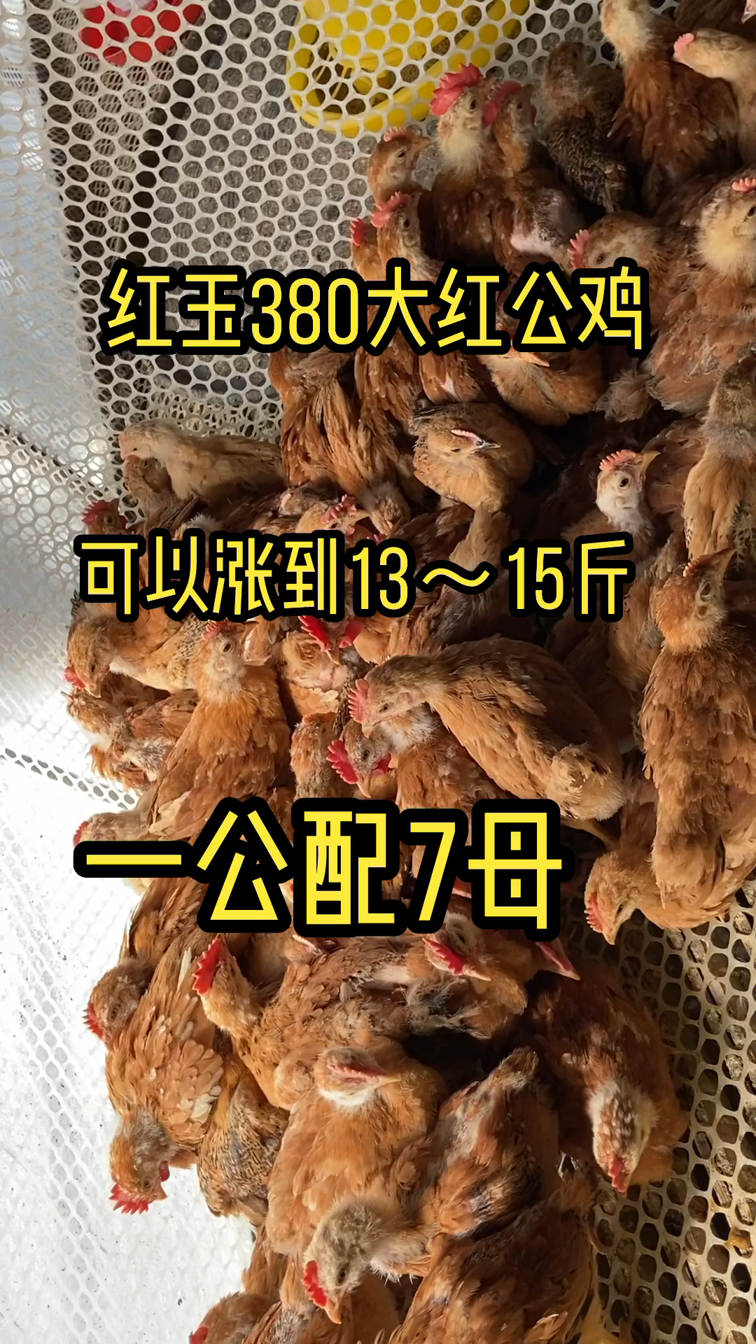 #红玉380大红公鸡苗#红玉380大红公鸡苗