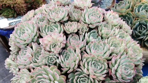 #多肉植物#那些年很火的草莓冰,现在还在养的人却寥寥无几,为什么?