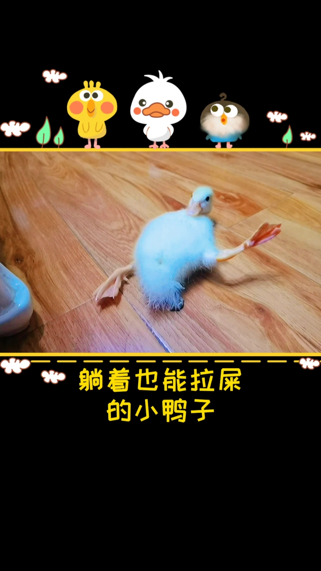 #家有萌宠#我居然有一只躺着也能拉屎的小鸭子?