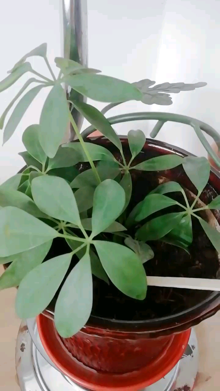 谁认识?这是什么花?