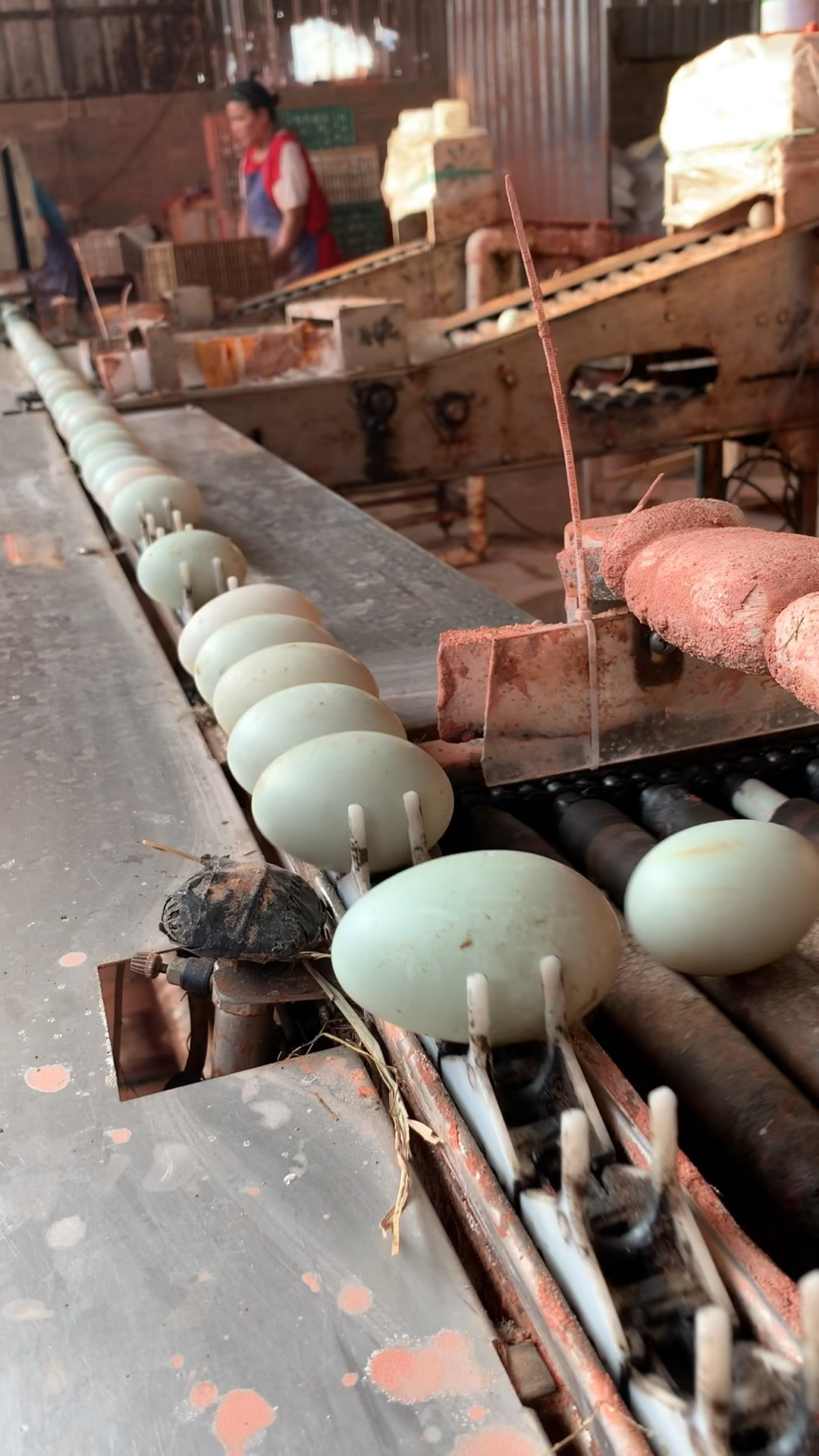 一个视频带你了解海鸭蛋