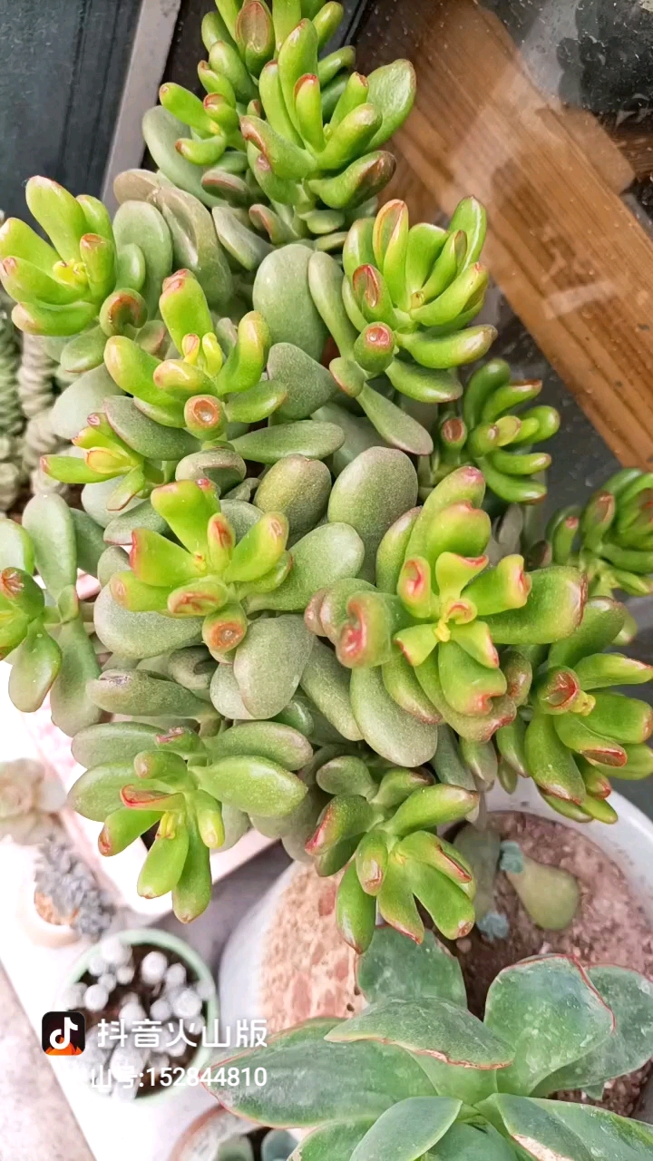 #多肉植物#