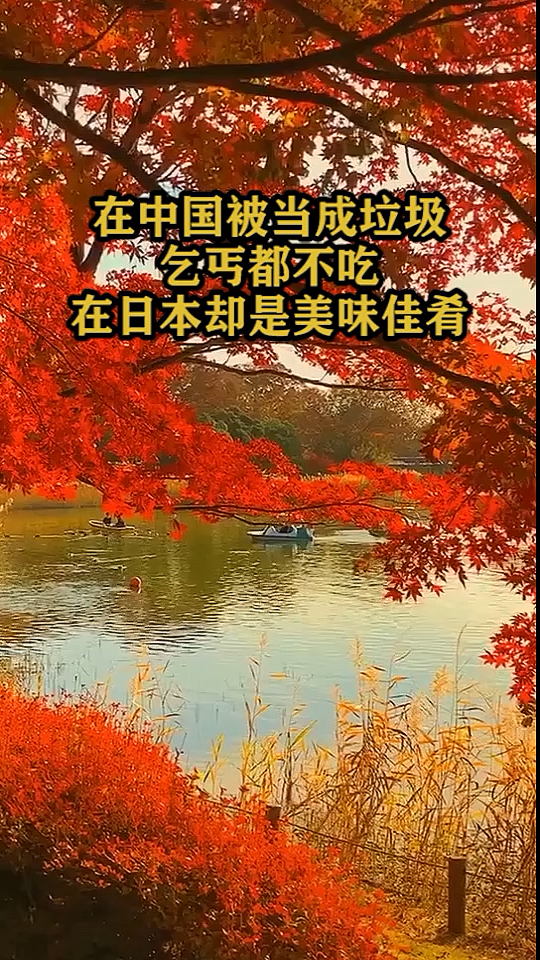 在中国被当成垃圾,乞丐都不吃,在日本却是美味佳肴