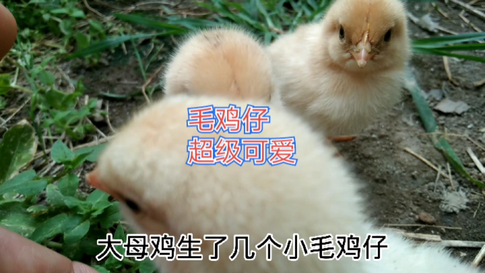 #农村养鸡#农村老母鸡孵的小毛鸡仔,超级可爱,特别听话
