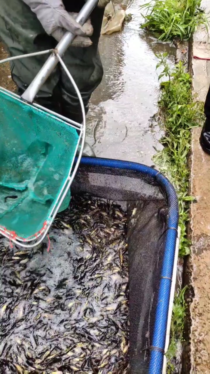 岳阳,黄颡鱼,黄辣丁,鱼苗