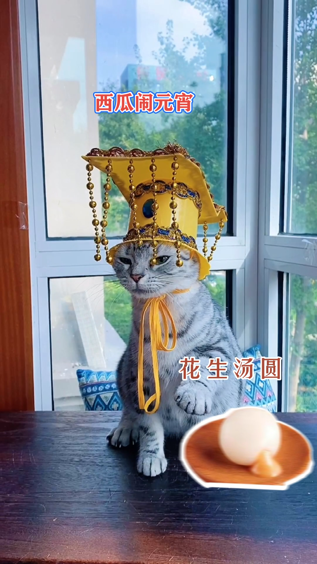 #我家萌宠成精了#西瓜祝大家元宵节快乐