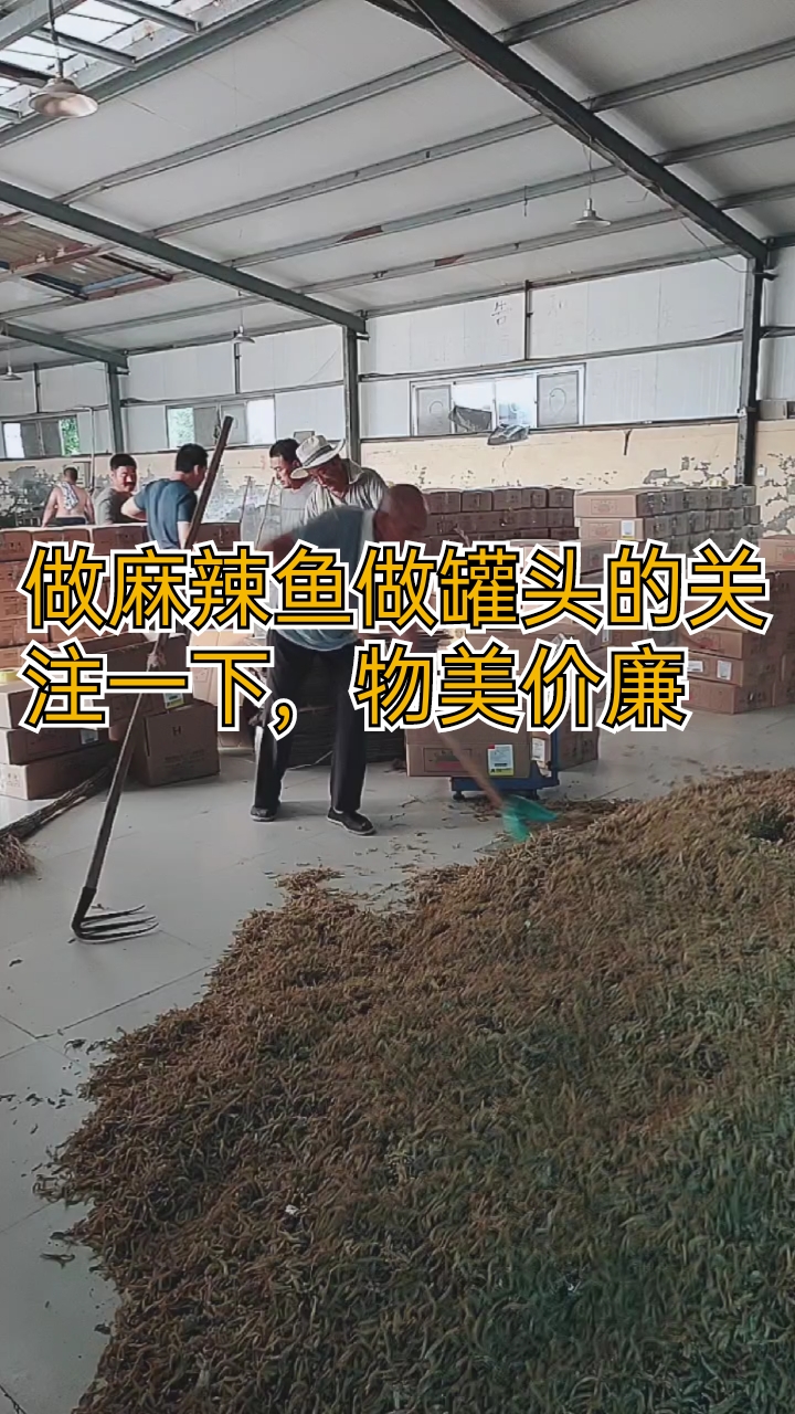 #干鲜海产品#凤尾鱼量大