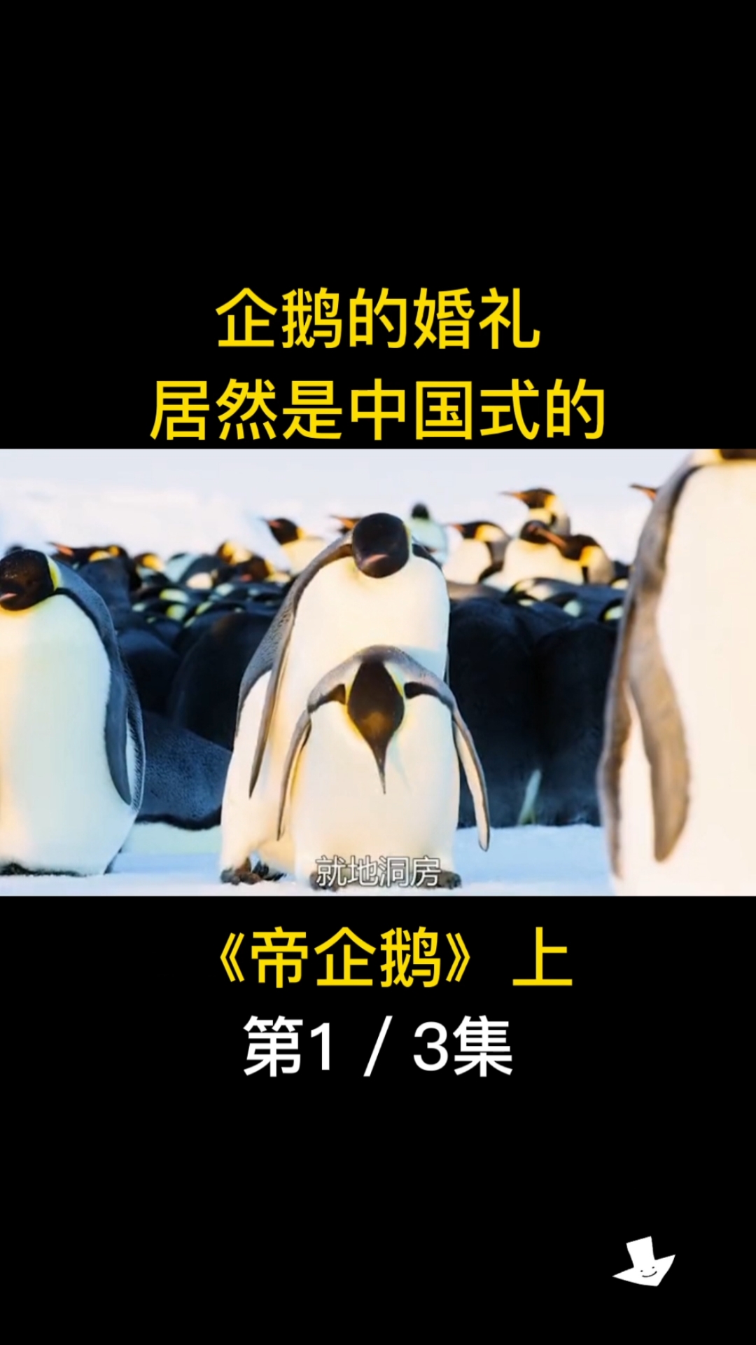 呆萌企鹅的秀恩爱方式,一波狗粮猝不及防。