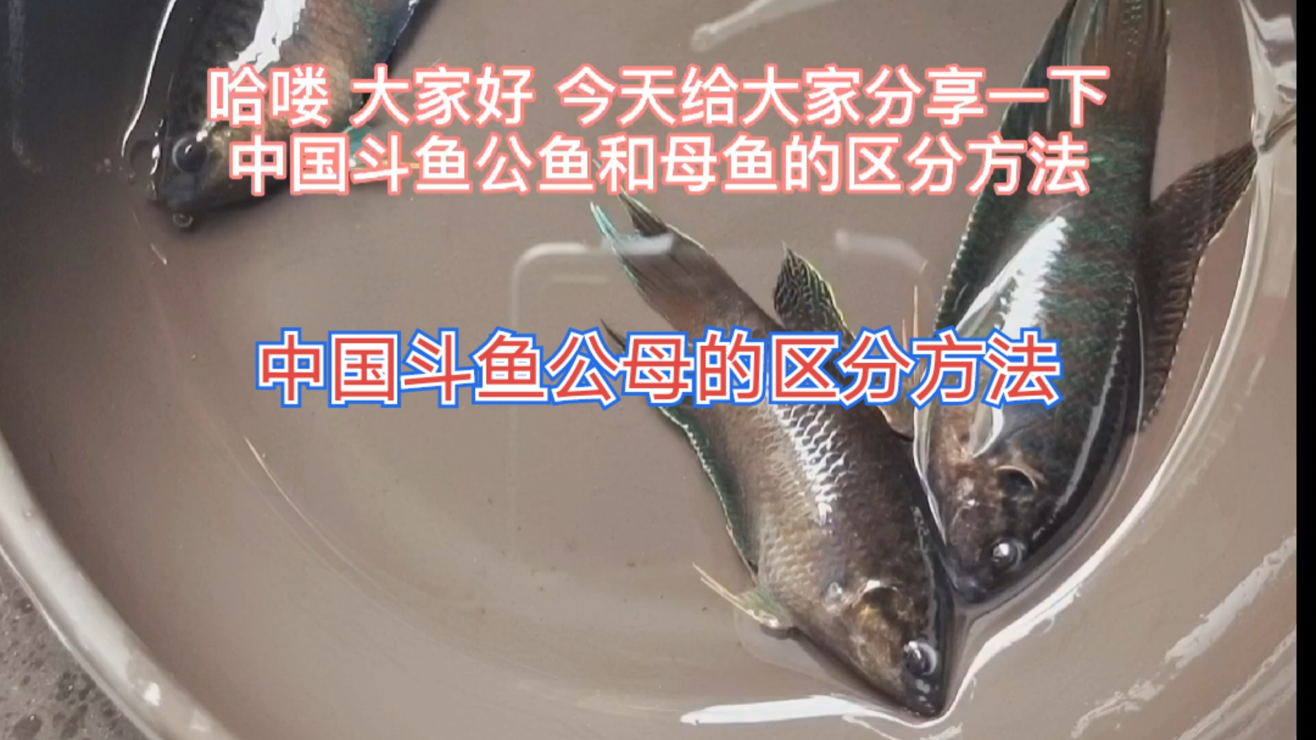 #生活小窍门#中国斗鱼公母的区分的方法