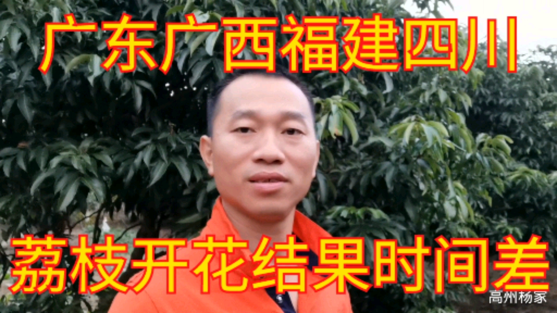 白糖罂妃子笑桂味糯米糍荔枝花,广东广西海南福建四川,时间差
