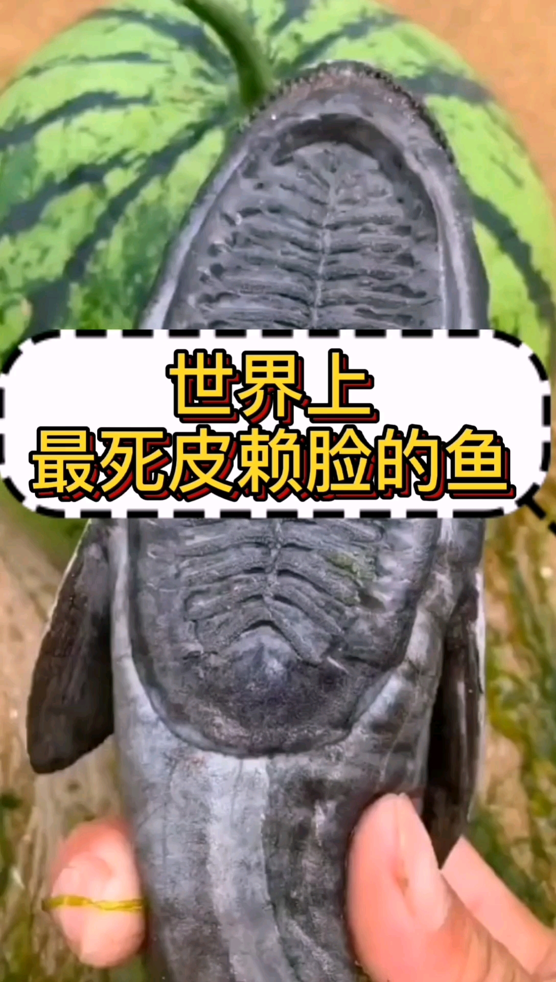 #动物世界#世界上最死皮赖脸的鱼,它就是“吸盘鱼“。