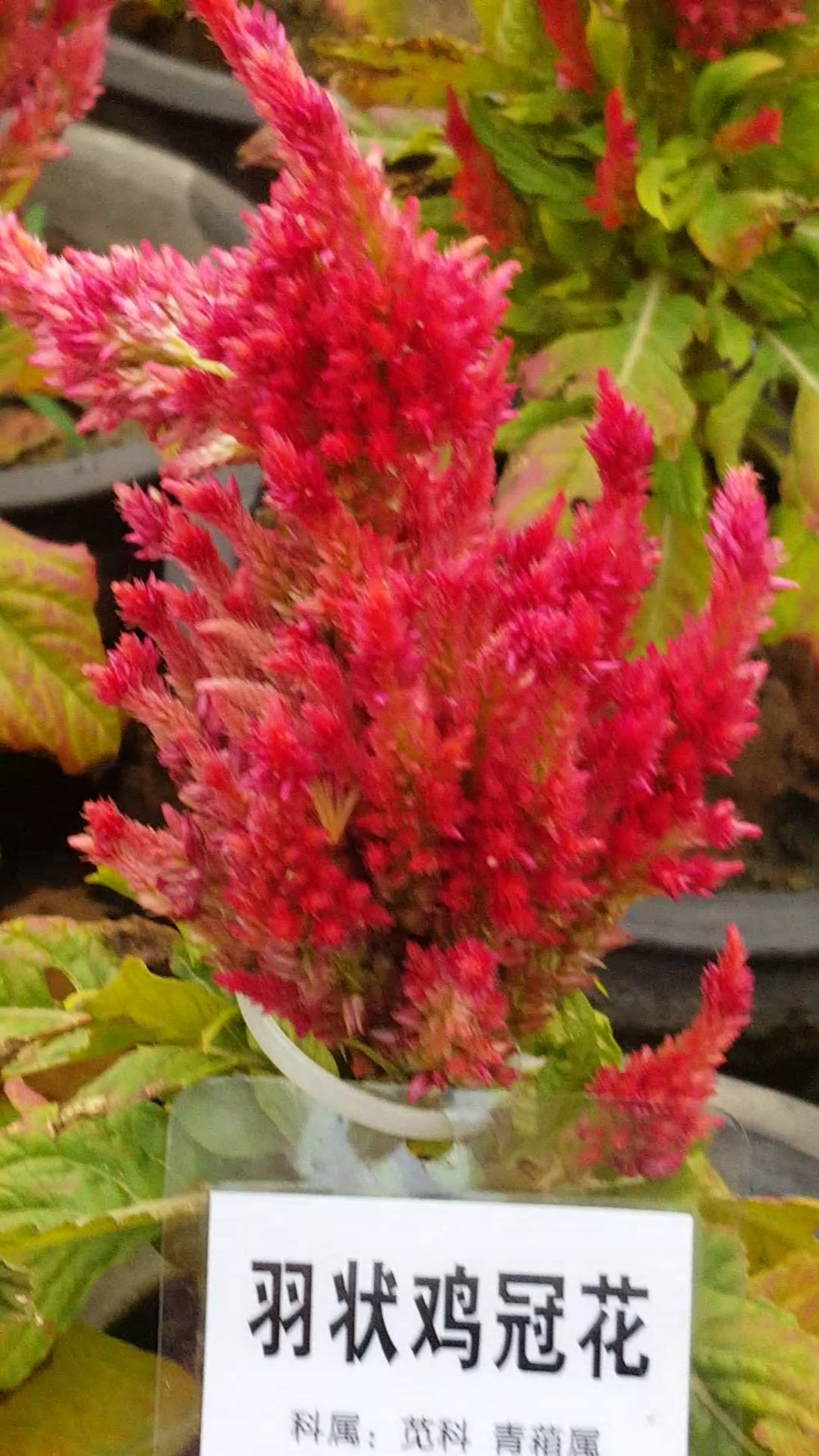 羽状鸡冠花好漂亮