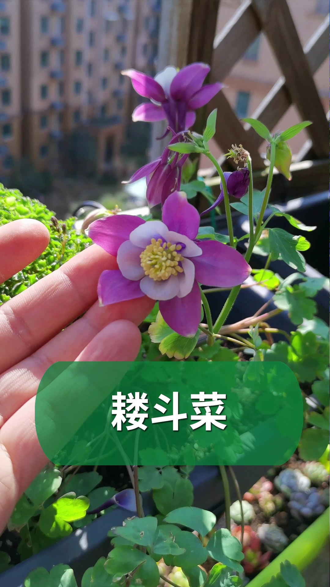 #好物推荐#可在北方地栽的耧斗菜,居然长的像外星植物～