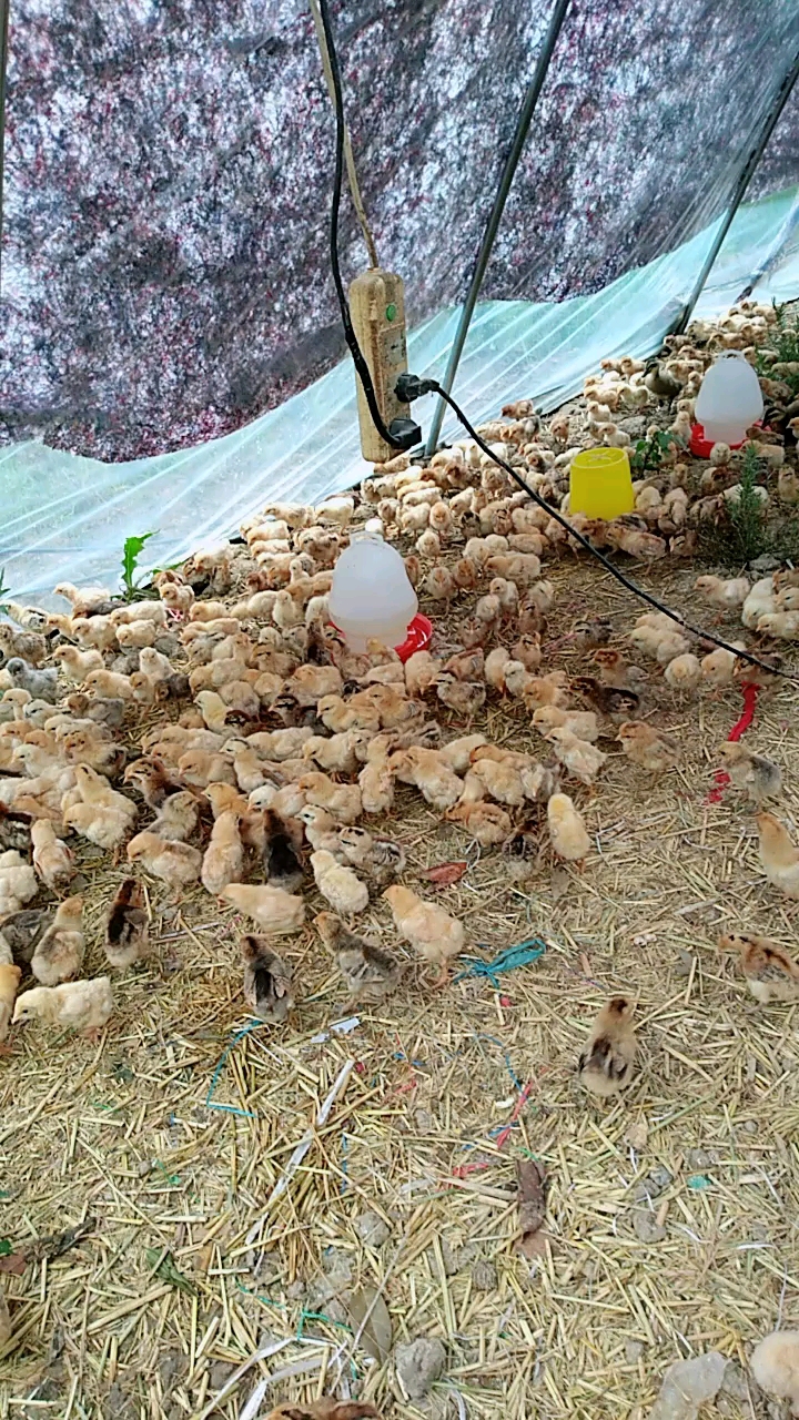 #在家云旅游#李大爷的红毛大公鸡。首献,太可爱了