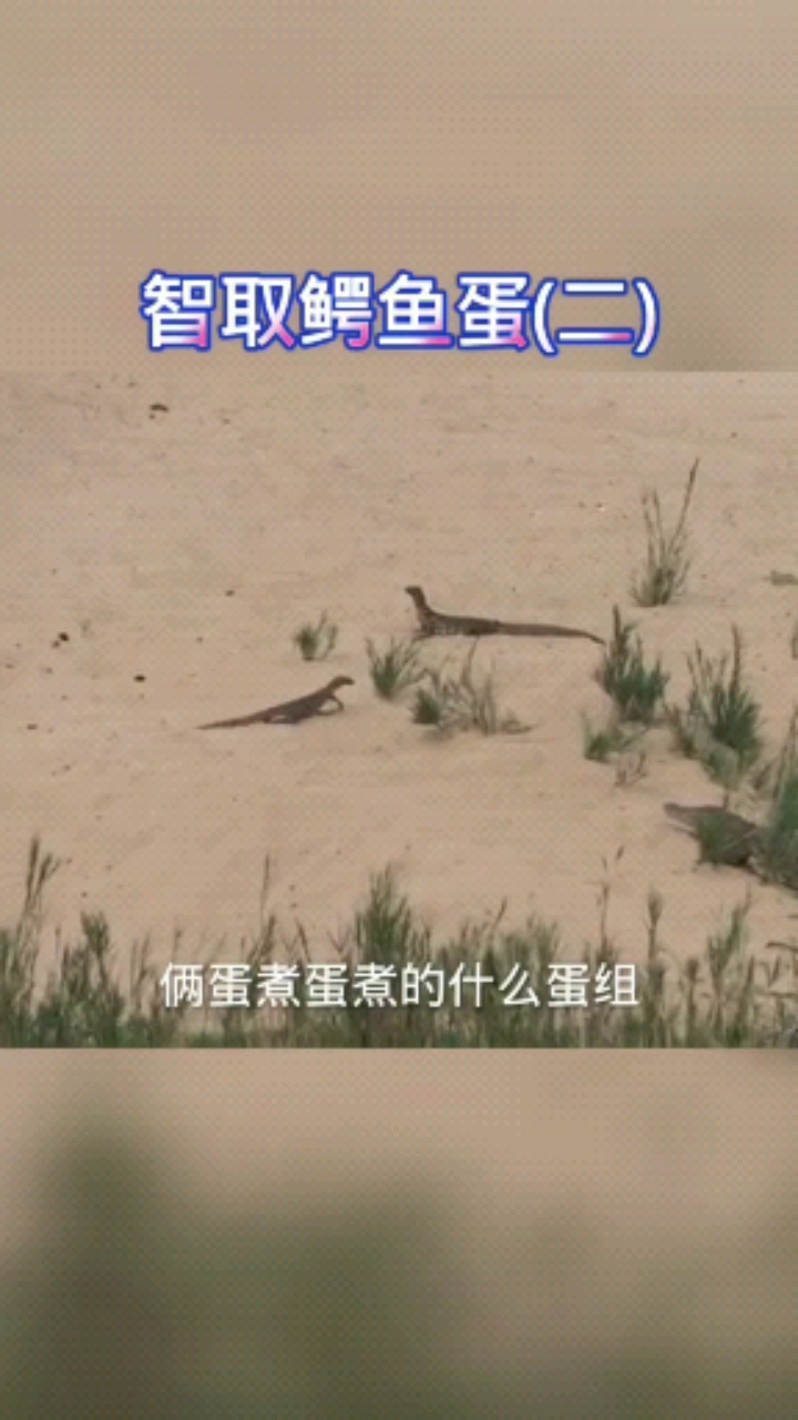 蜥蜴偷鳄鱼蛋!哈哈
