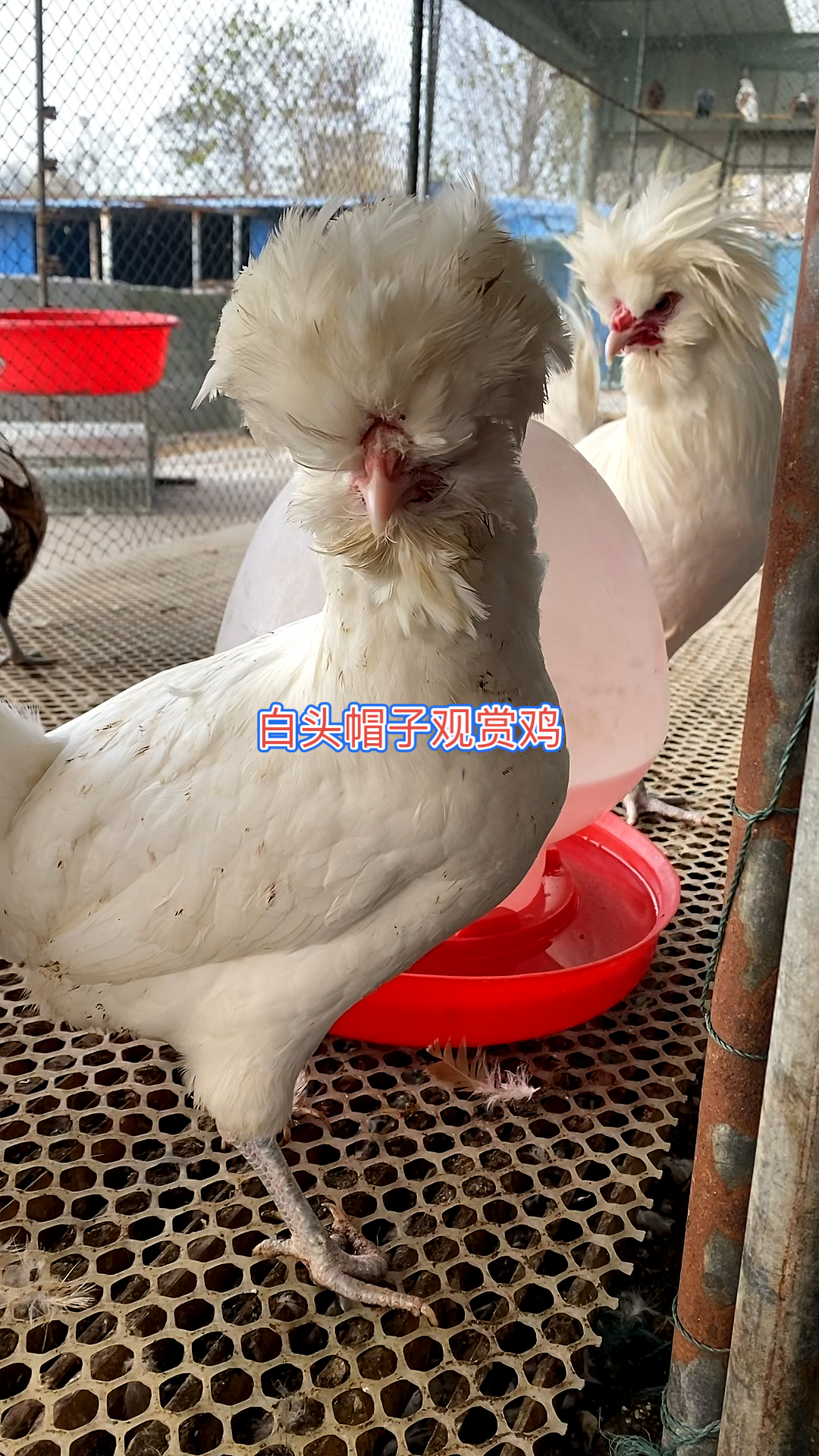 白头帽子鸡