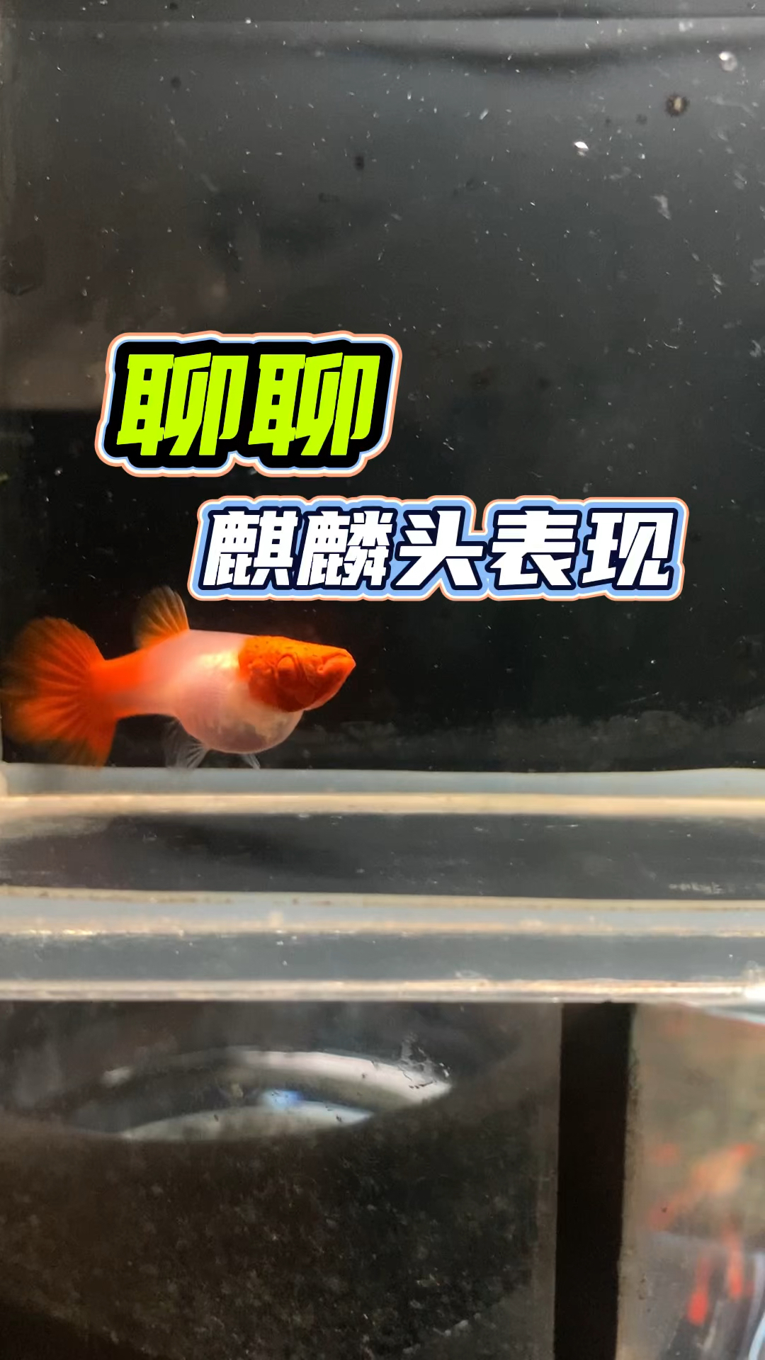 #孔雀鱼#聊聊鸿运当头孔雀鱼麒麟头表现