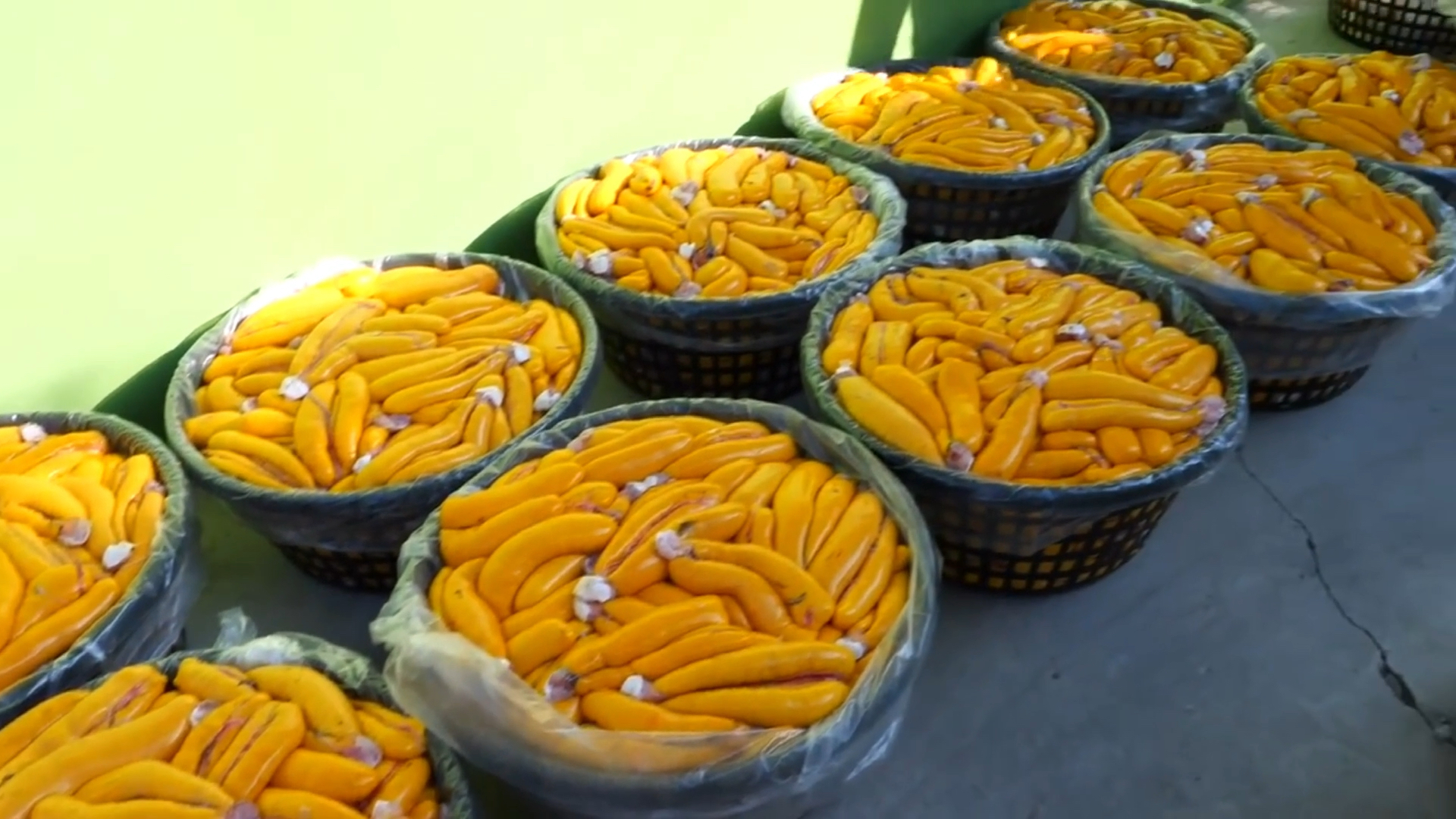 乌鱼子丰收的季节,顶级乌鱼子制作!