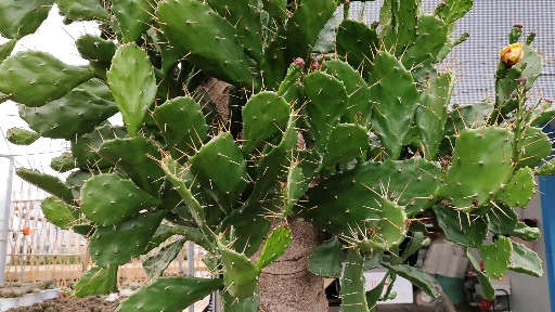 #多肉植物#超级大的仙人掌树,还满树开花,就问你美不美?