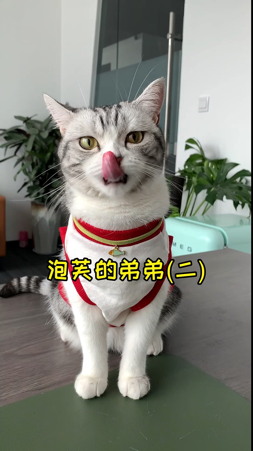 #家有猫咪#今天的泡芙，依旧是爱吃醋的姐姐
