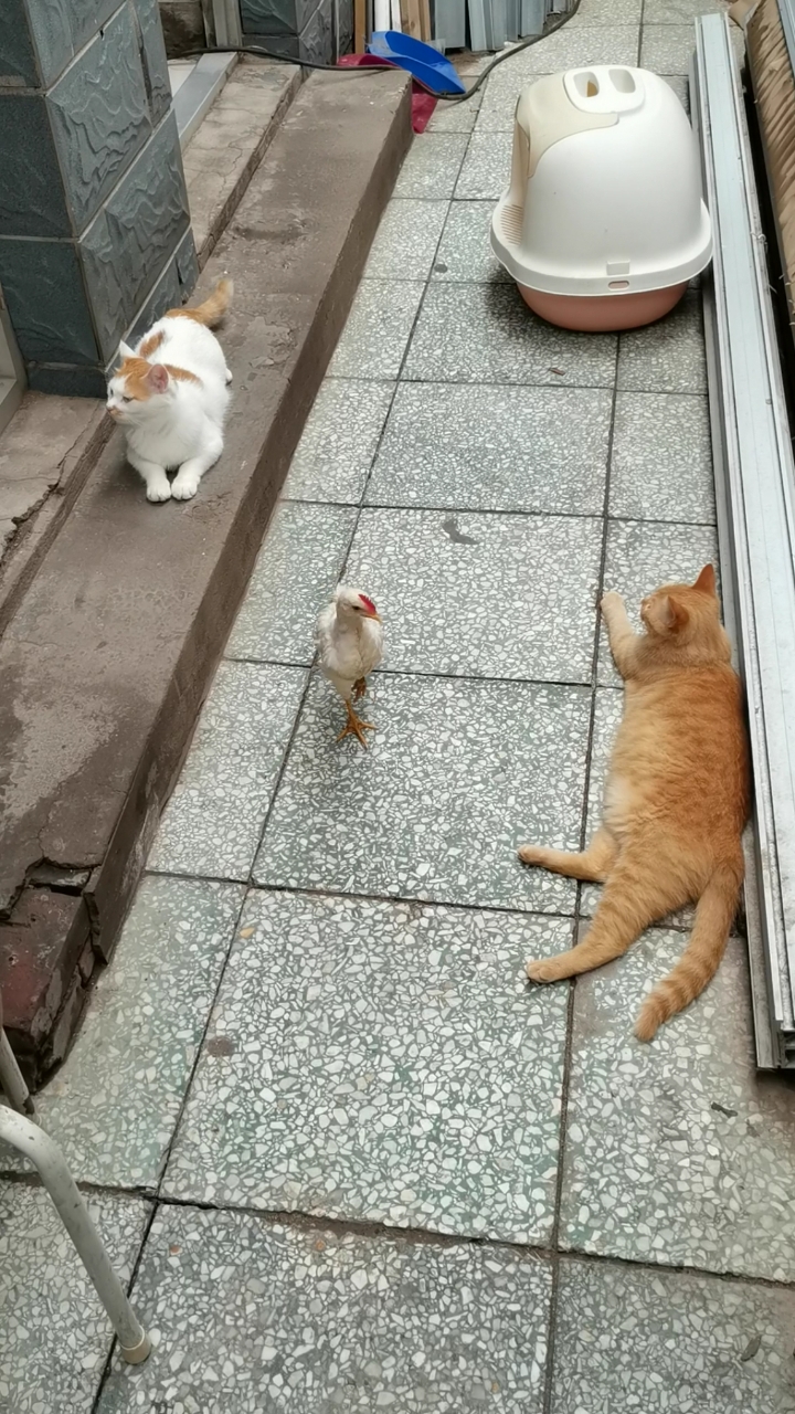 小鸡宝宝正在路中间走着,一扭头:吖,黄毛?猫妹出乎意料竟然没有追小鸡?