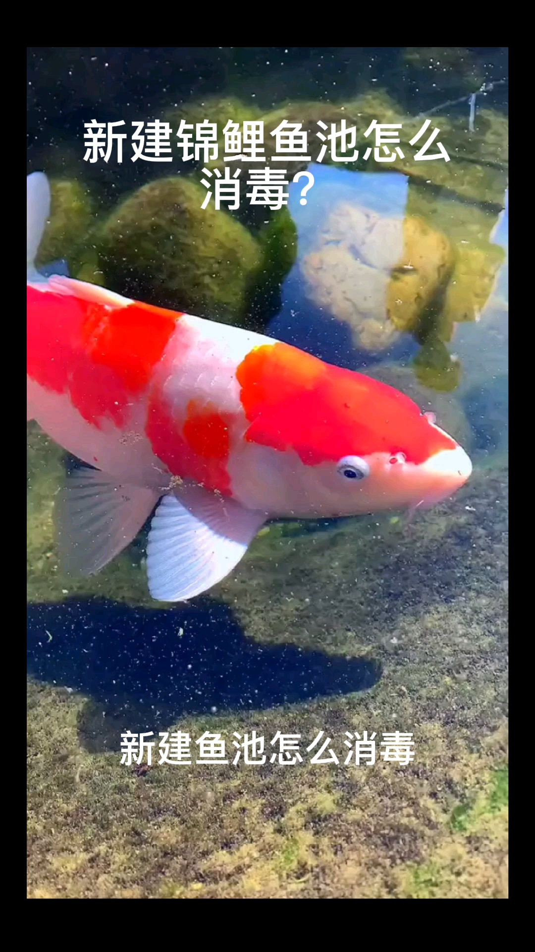 新建锦鲤鱼池怎么消毒?