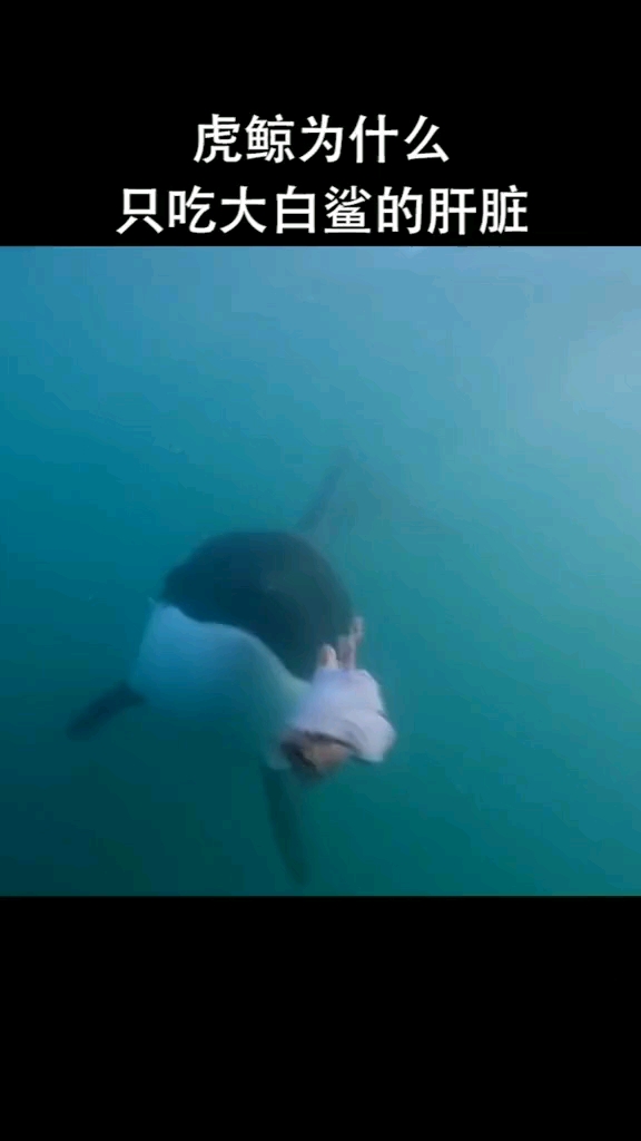 为什么虎鲸只吃大白鲨的肝脏?原因你怎么都想不到