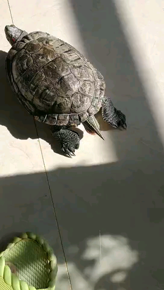 你看过乌龟下蛋吗?