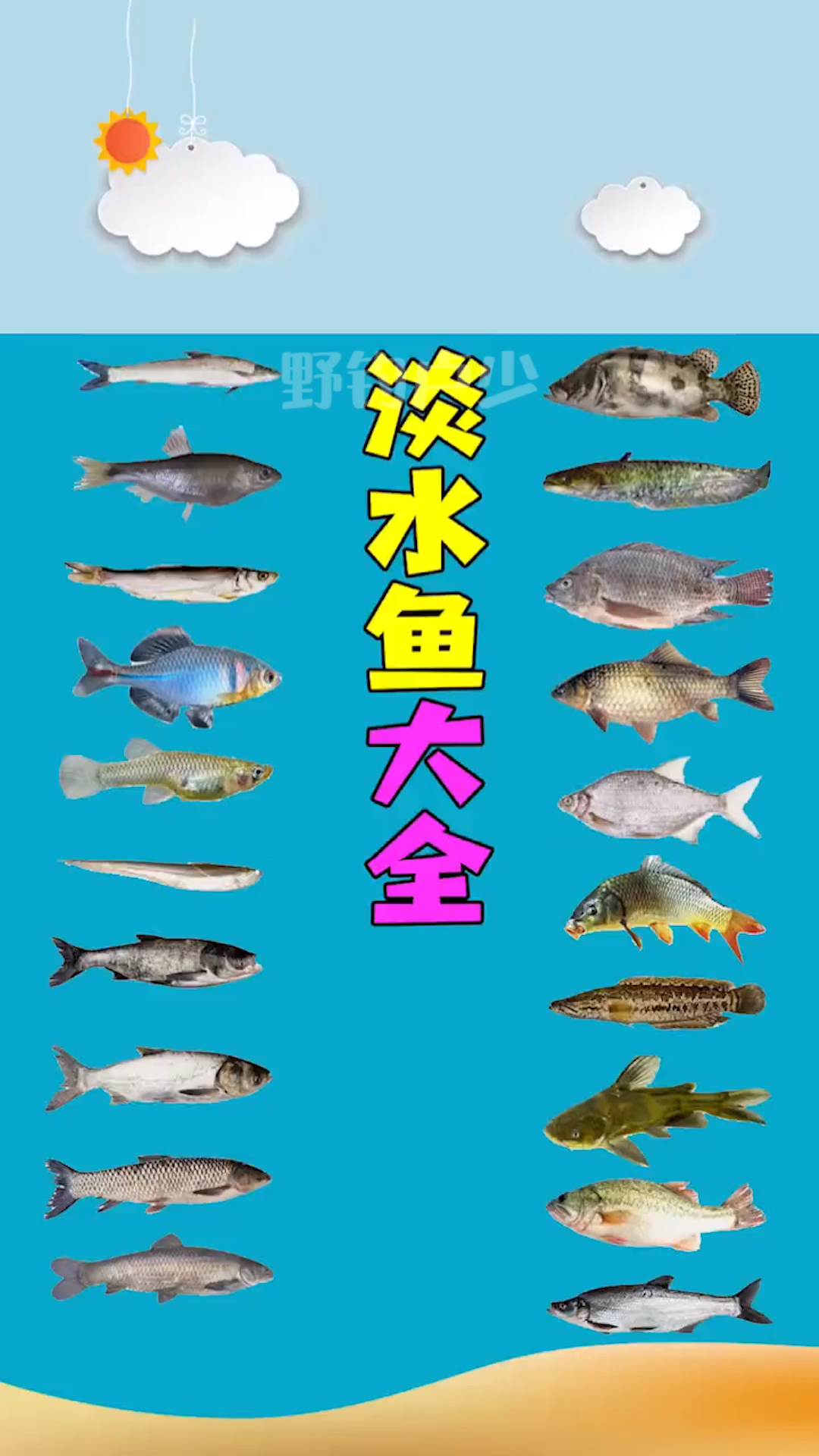 #不一样的人生#淡水鱼大全