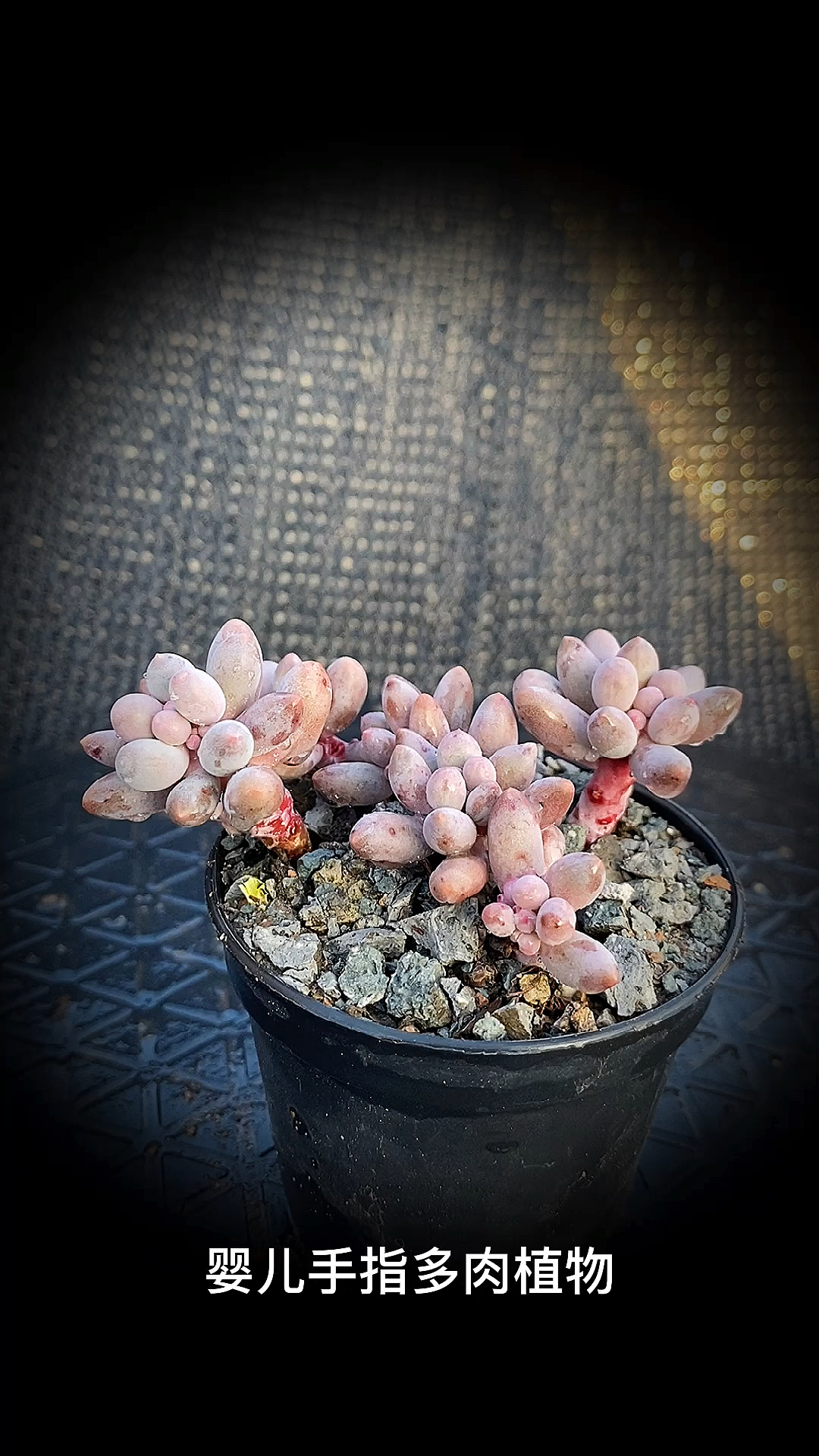 #有一种可爱叫多肉!#婴儿手指多肉植物:属于景天科厚叶草属的杂交品种多肉。