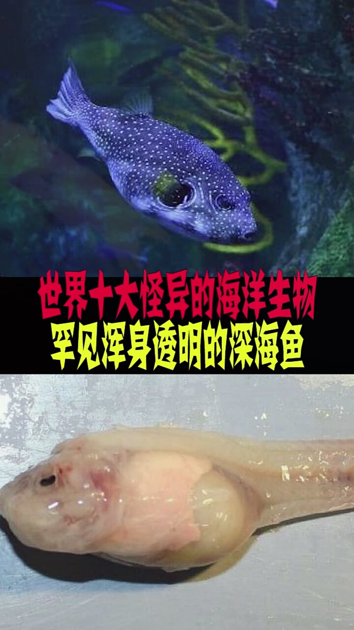 #世界之最#世界上十大怪异的海洋生物,浑身透明的深海鱼。