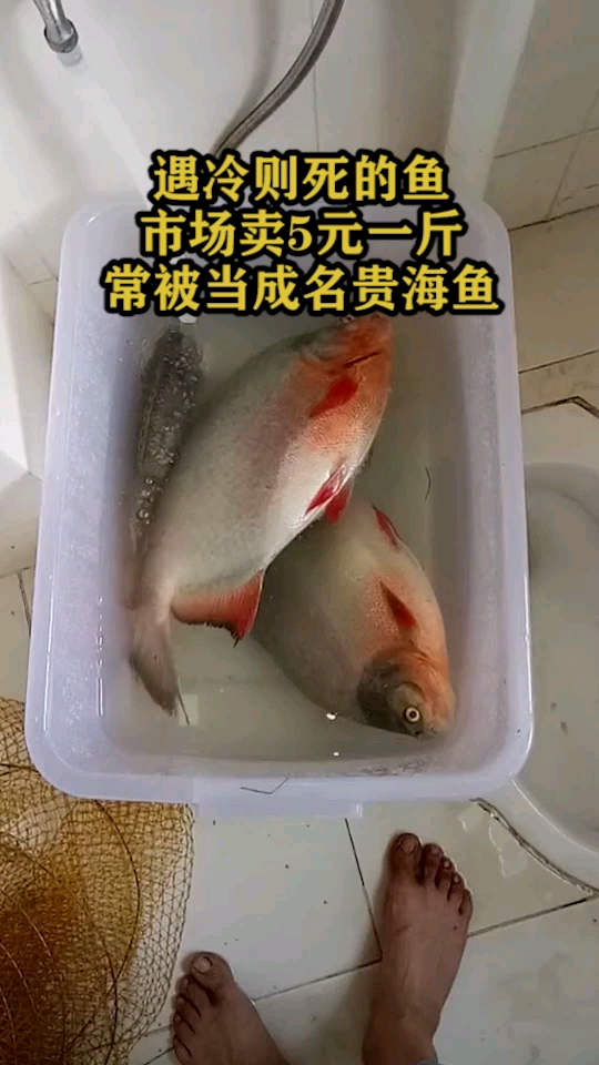 遇冷则死的鱼,市场卖5元一斤,常被当成名贵海鱼