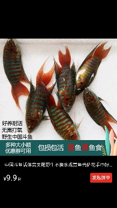 多种大小额包损包活鱼鱼食