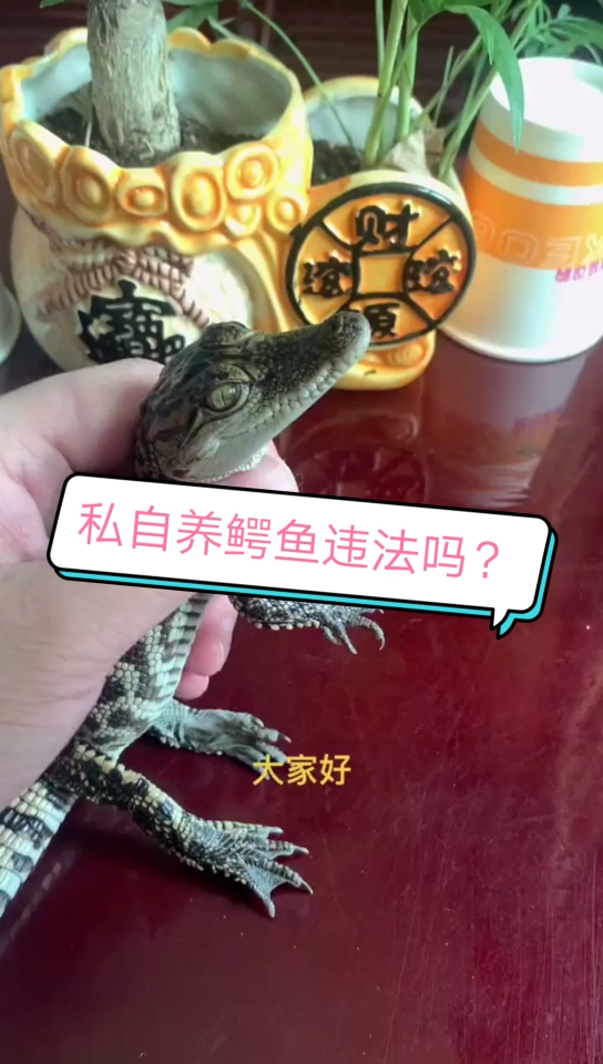 #鳄鱼#私自养鳄鱼违法吗?