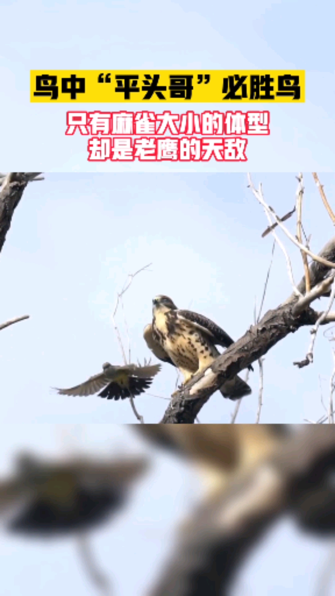 老鹰空中霸主,可不敌麻雀大小的必胜鸟,唯恐避之不及。自然界真有趣!