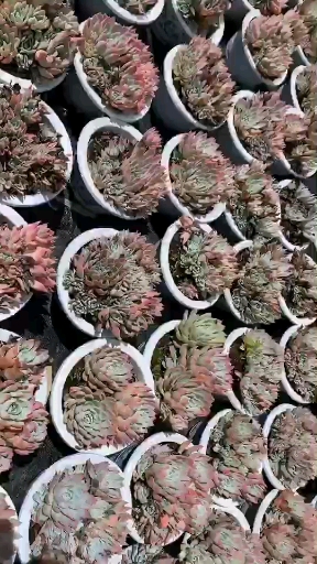 #多肉莎莎女王#