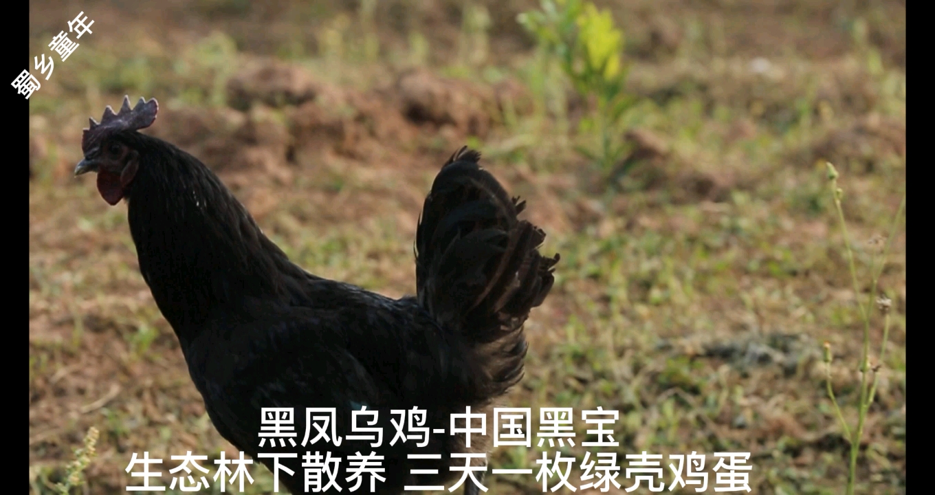 黑风乌鸡五黑鸡绿壳鸡蛋生态散养土鸡农村林下