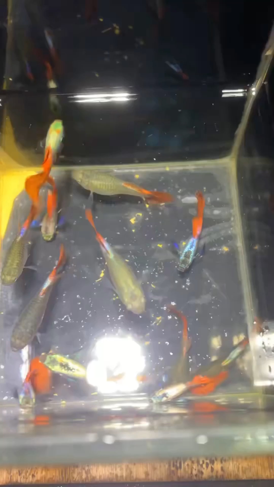 #萌宠成长记#泰系白金红尾大耳朵孔雀鱼。有没有喜欢的老铁呀