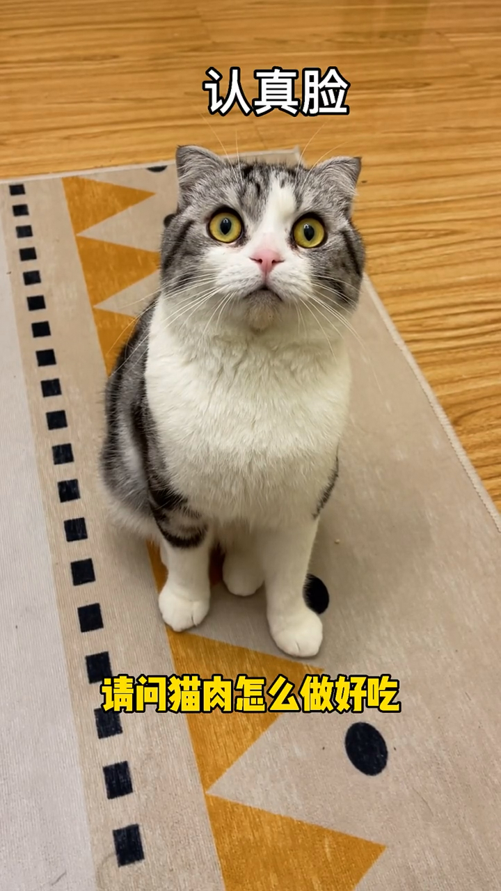 #我家萌宠成精了#当我问siri猫肉怎么做好吃