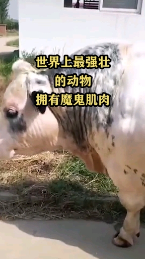 世界上最强壮的动物,拥有魔鬼肌肉
