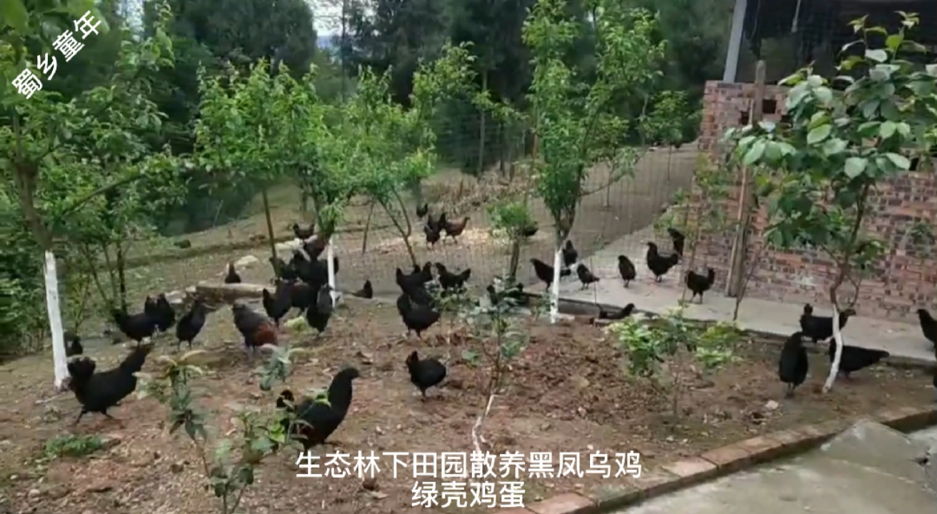 #万元奖金争夺赛#黑风乌鸡+林下生态散养土鸡+不吃抗生素不吃生长激素