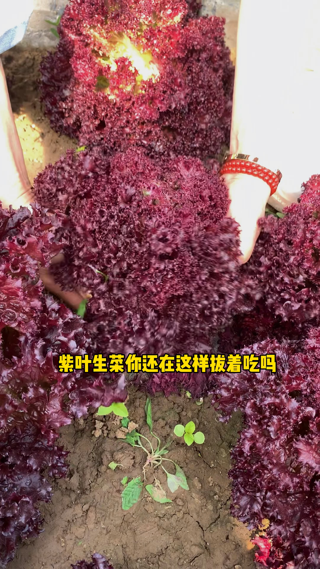 紫叶生菜这样劈着吃,想吃几茬就吃几茬